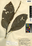 Odontonema callistachyum (Schltdl. & Cham.) Kuntze, Belize, P. H. Gentle 3501, F